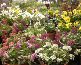 פעילויות לילדים, קל שתיל, משתלת ביתן אהרון, פעילות לילדים